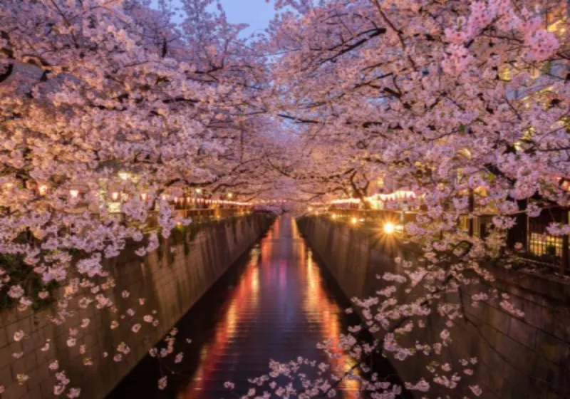 2026 Visa-Free Travel Japan's cherry blossom spring timing guide